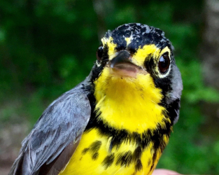 Canada Warbler Genome to be Sequenced!