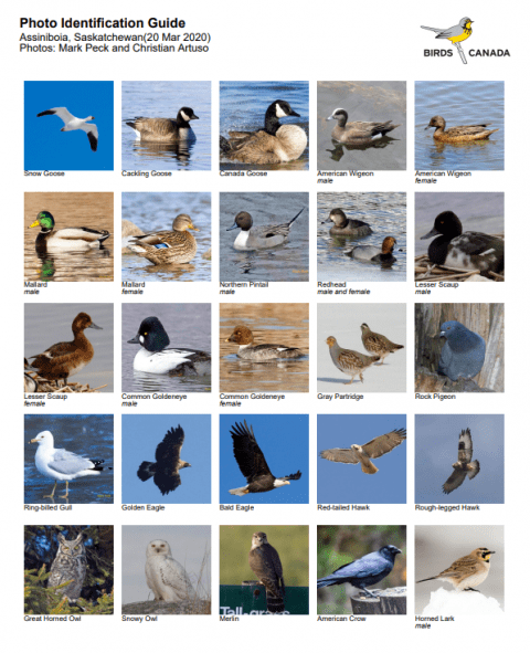 A New Way to Discover Birds in Your Region - Birds Canada | Oiseaux Canada