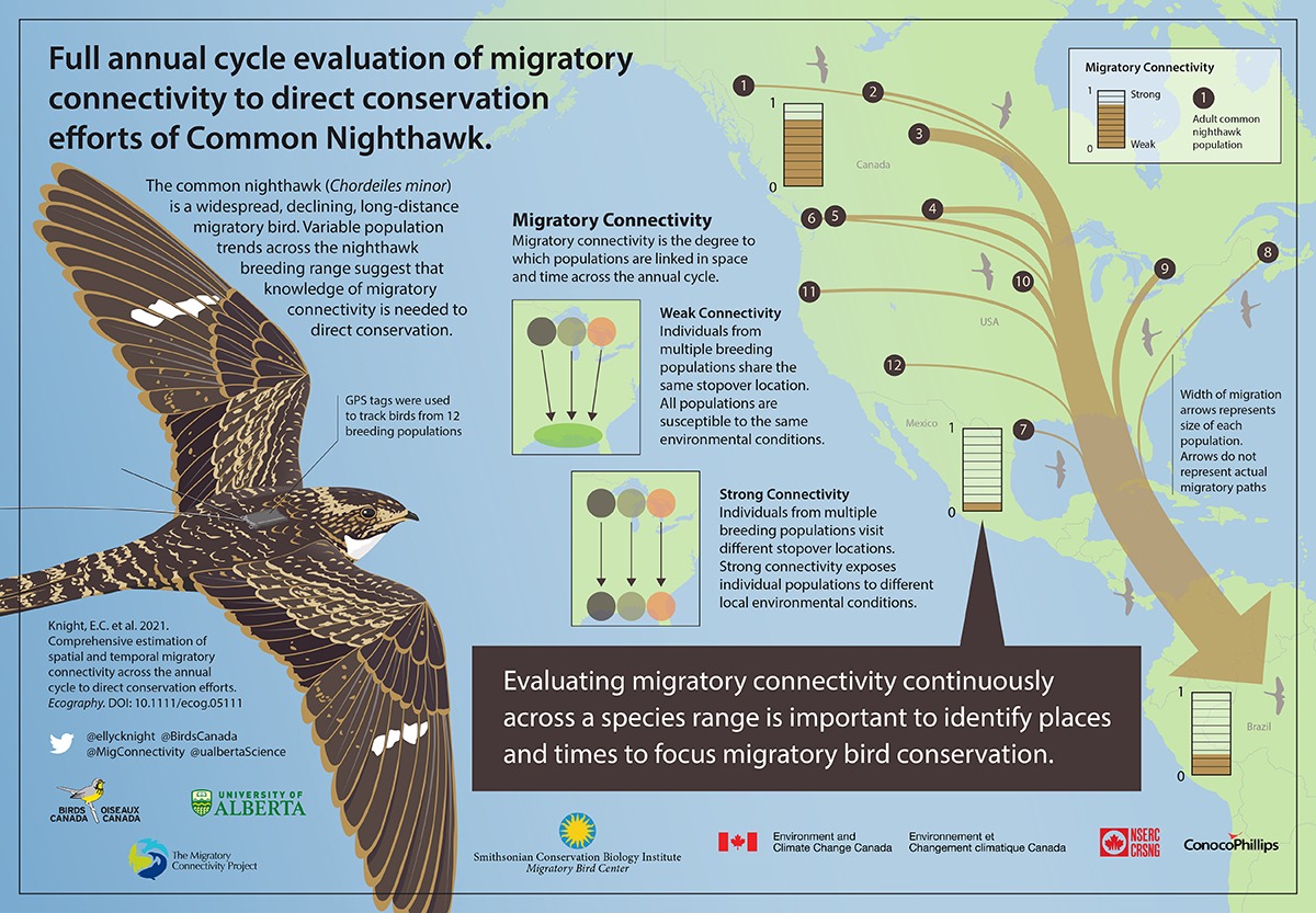 Where do all the nighthawks go? - Birds Canada | Oiseaux Canada