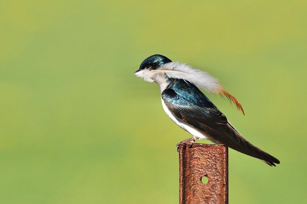 Program Recruitment_ON_Tree Swallow_Brenda Doherty A Tree Swallow perched on pole holding a feather in its bill