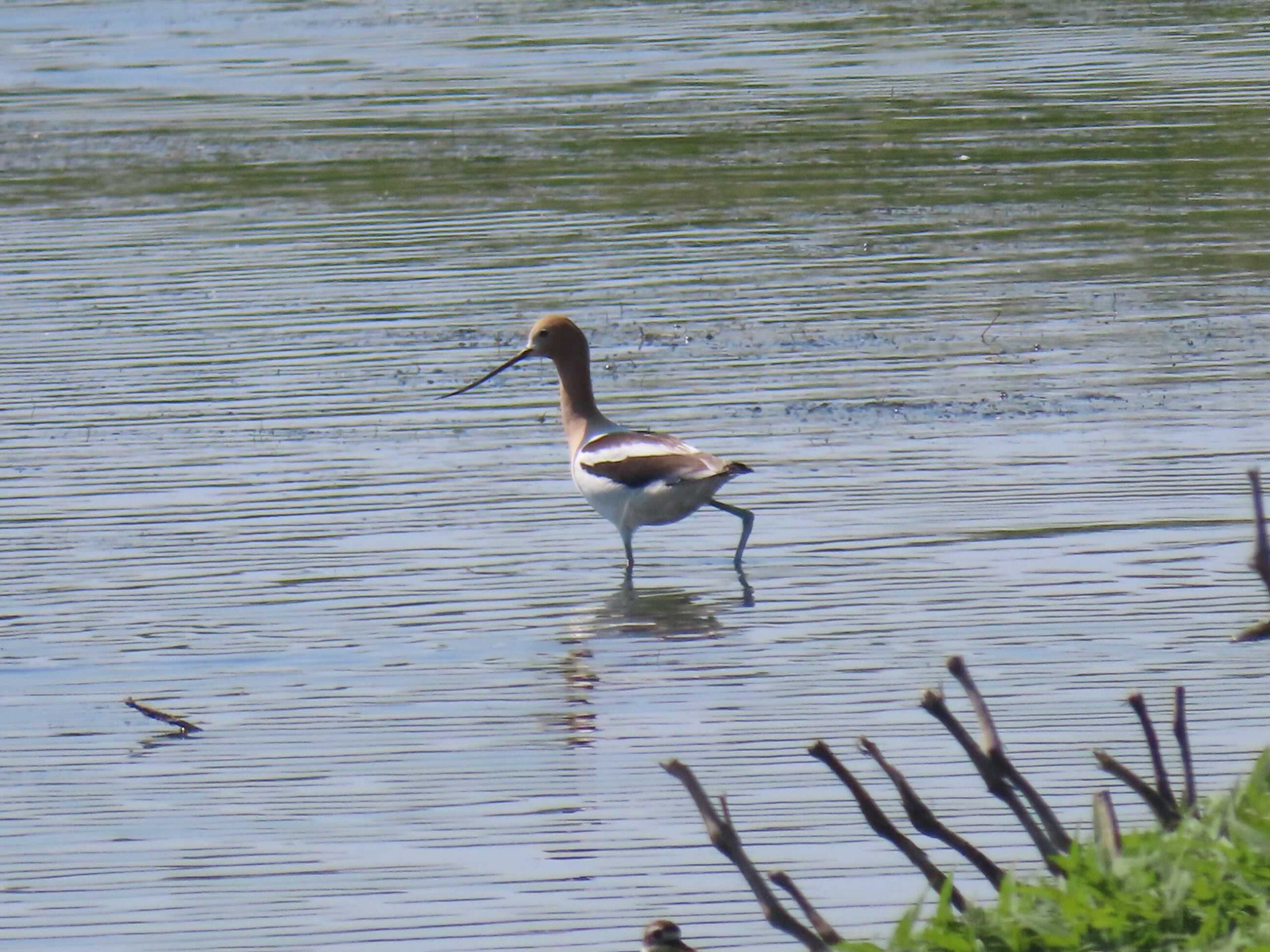 American Avocet