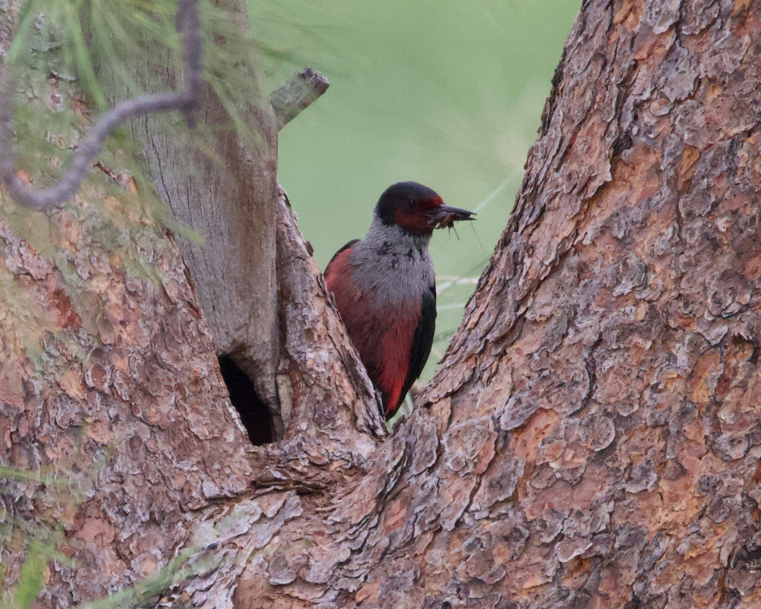 Chopaka Customs IBA_Lewis's at nest with Food_Liam Ragan