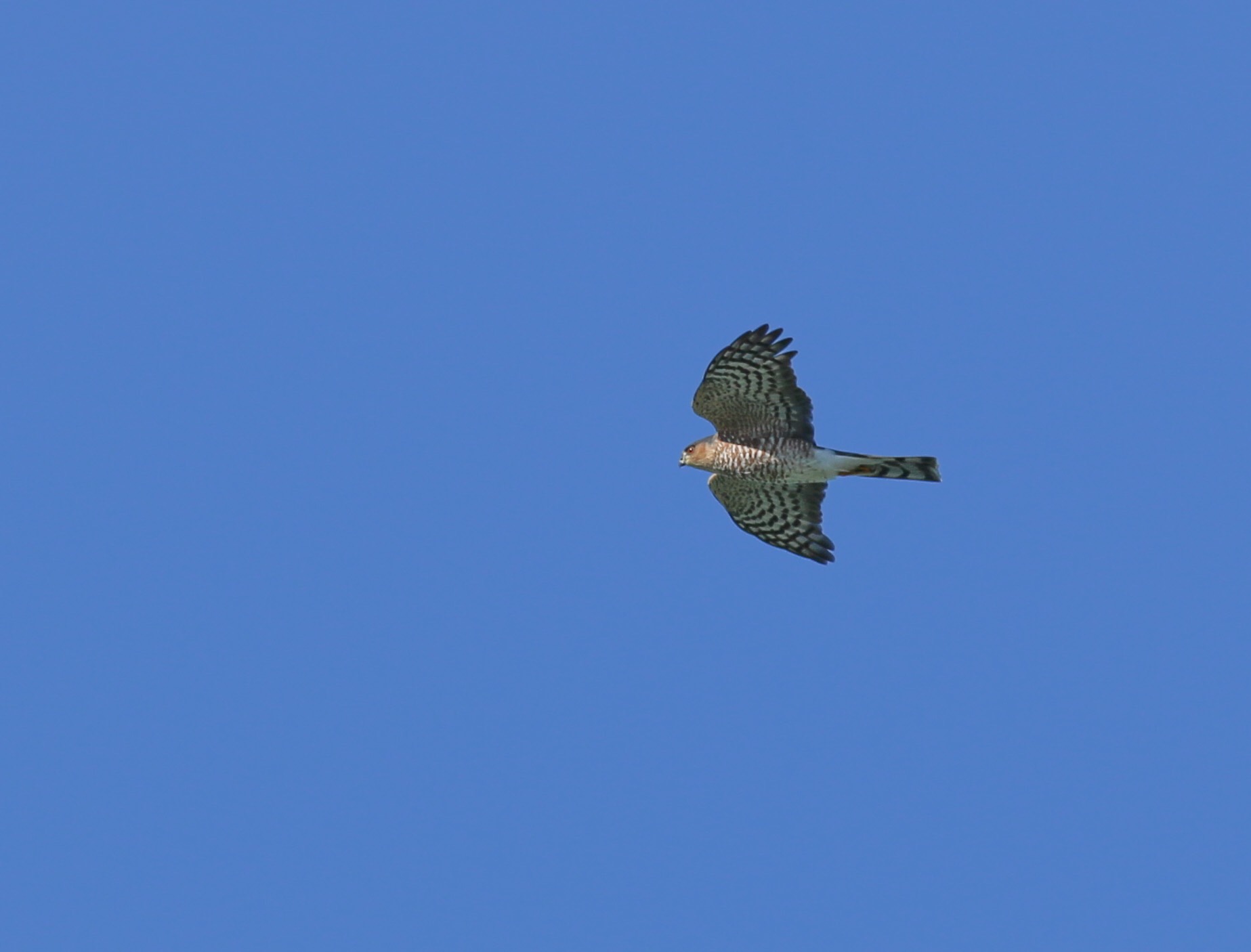 Sharp-shinned Hawk - Yousif Attia (1)