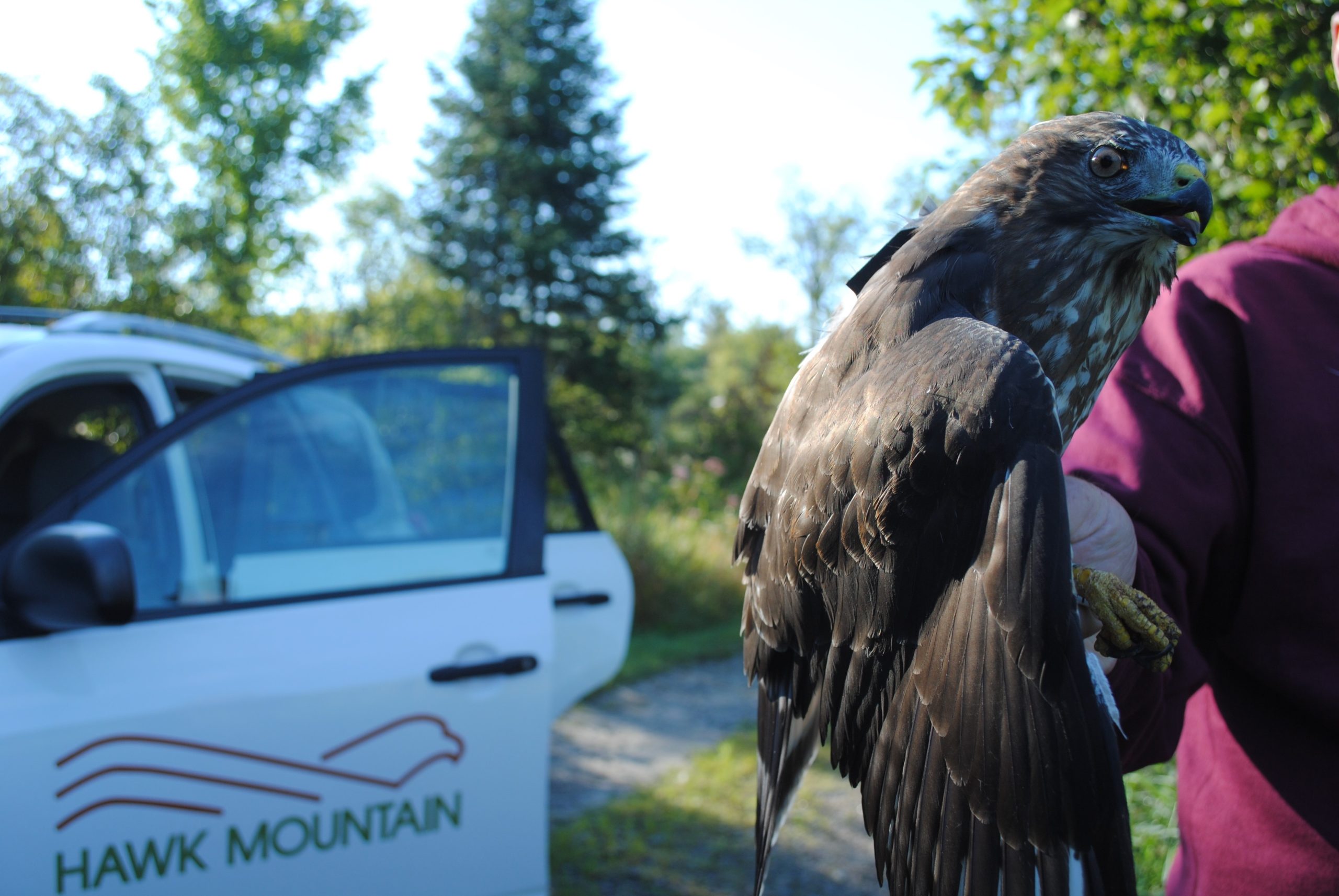 Muskoka Hawk