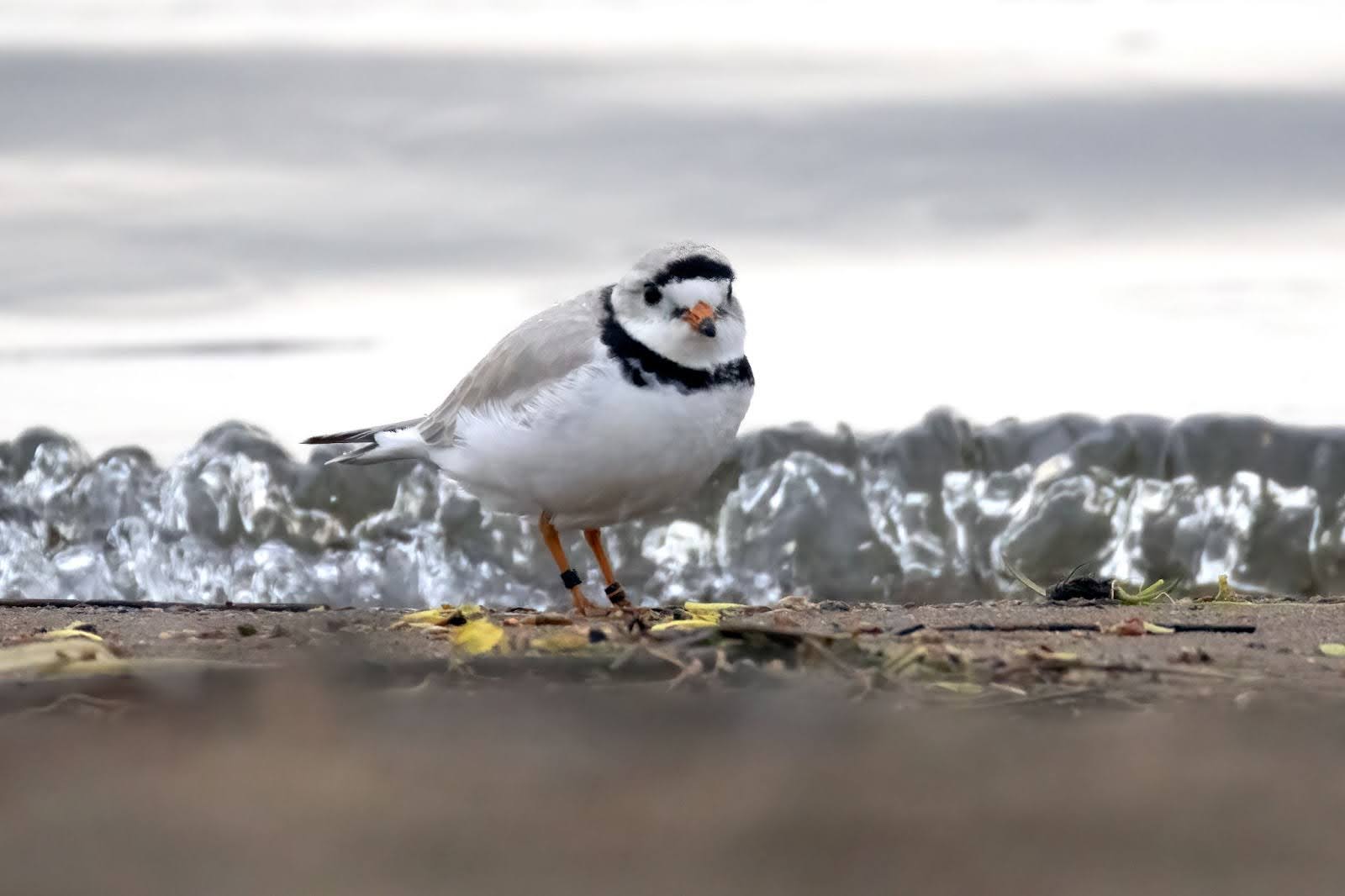 A Piping Plover stands on the shoreline.