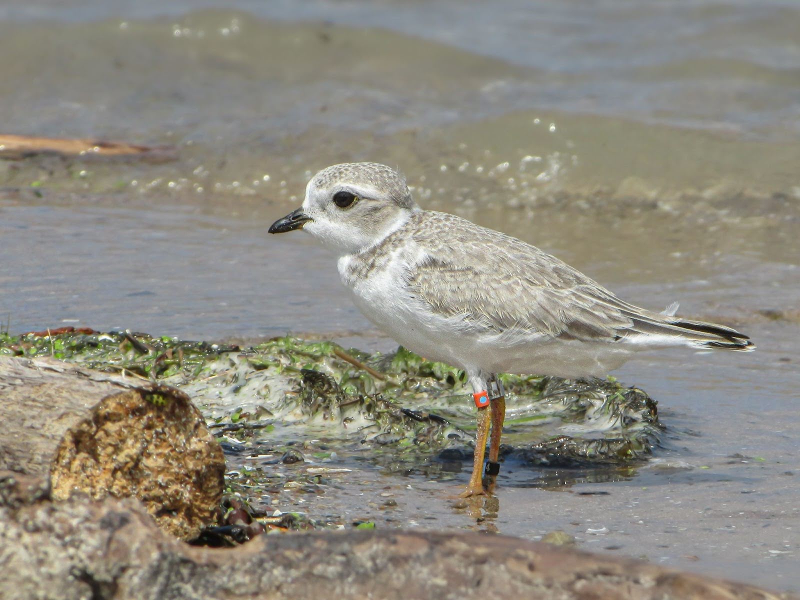 A Piping Plover stands on the shoreline.