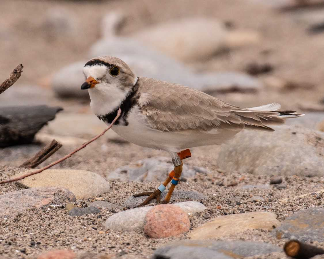 A banded Piping Plover stands on a rocky shoreline.