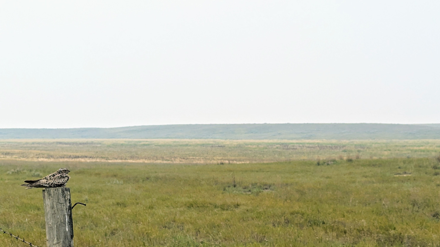 Bichel_OneFourCommonNighthawk